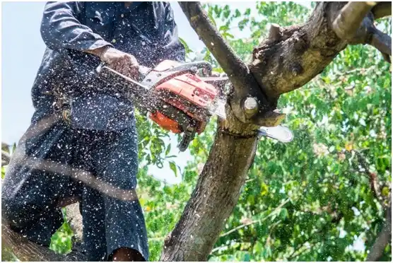 tree services Cameron Park